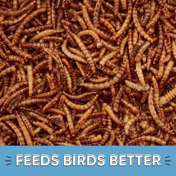 Happy Beaks - Meal Worms (Bag)